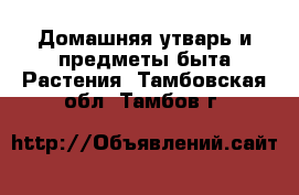 Домашняя утварь и предметы быта Растения. Тамбовская обл.,Тамбов г.